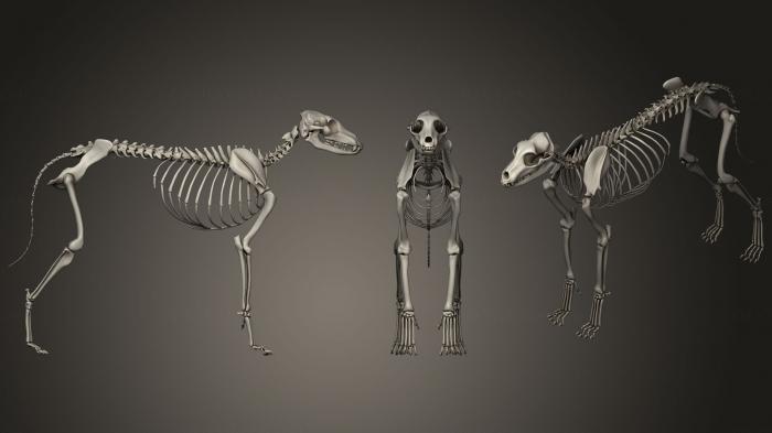 Anatomy of skeletons and skulls (ANTM_1186) 3D model for CNC machine